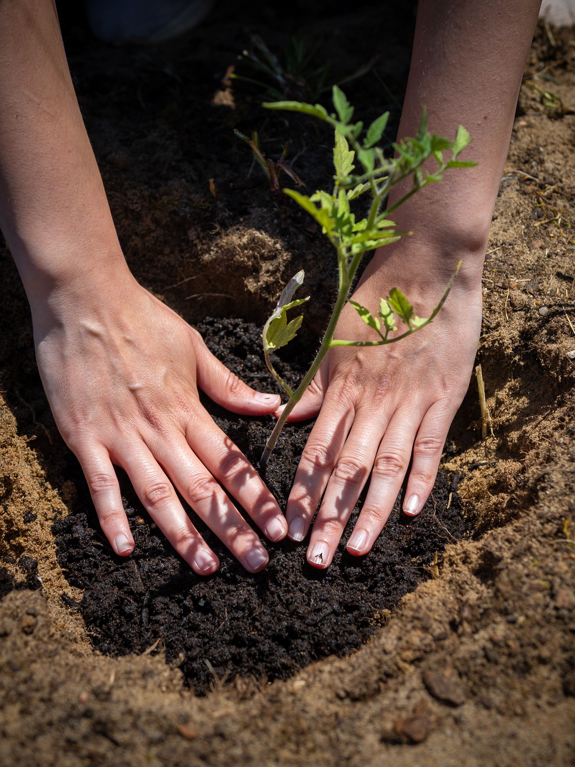 Hands planting a young tree