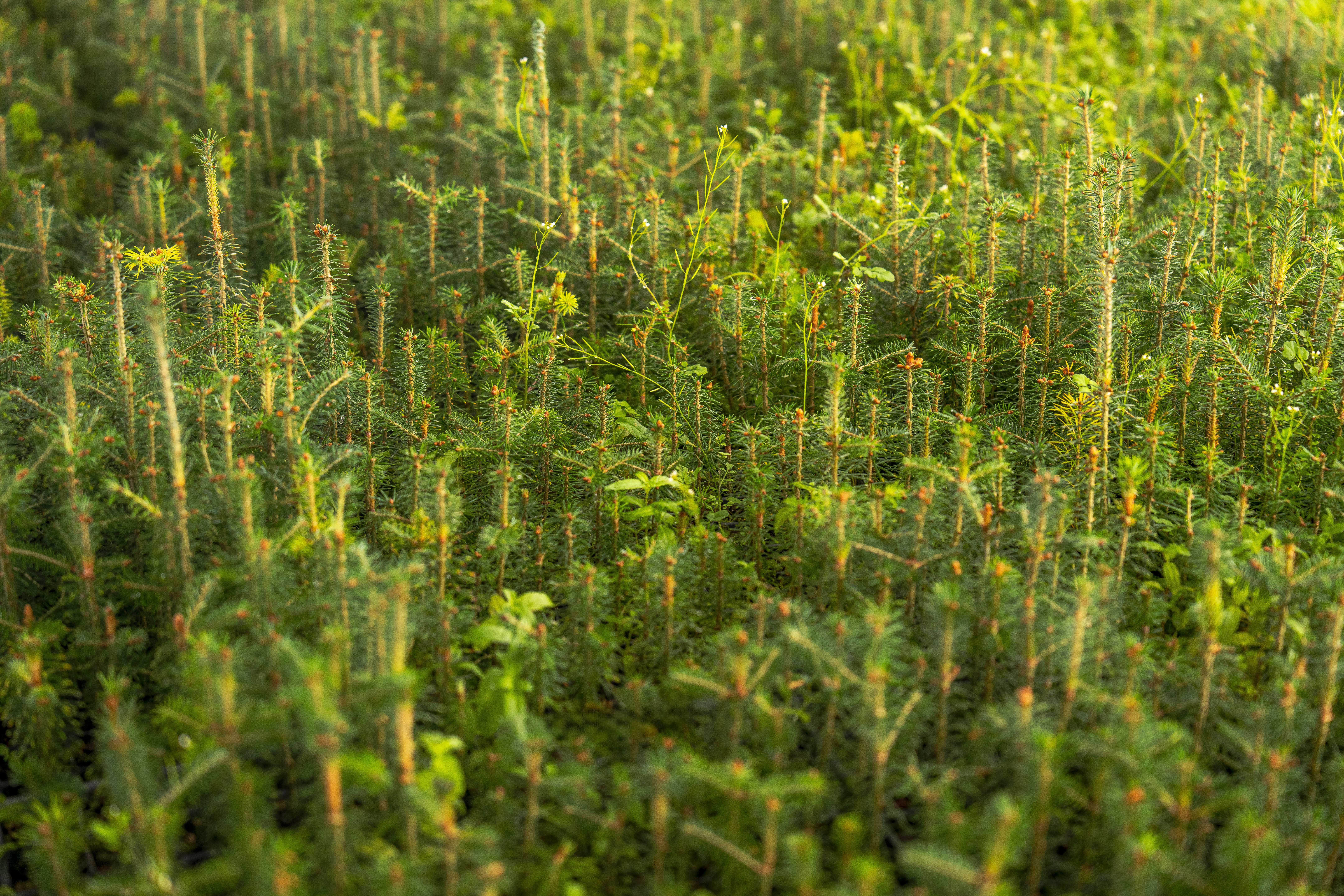 Afforestation