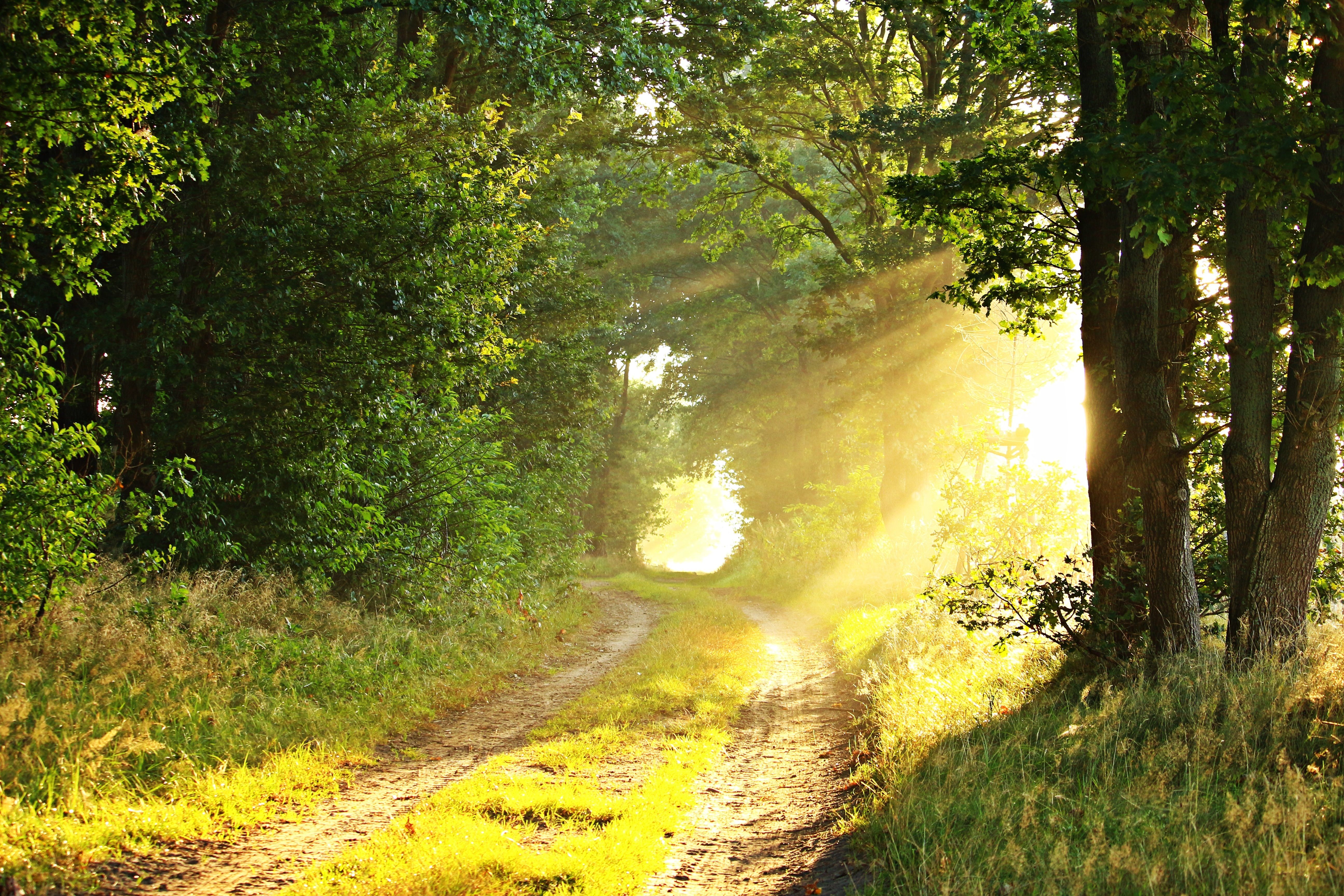 Healing with nature